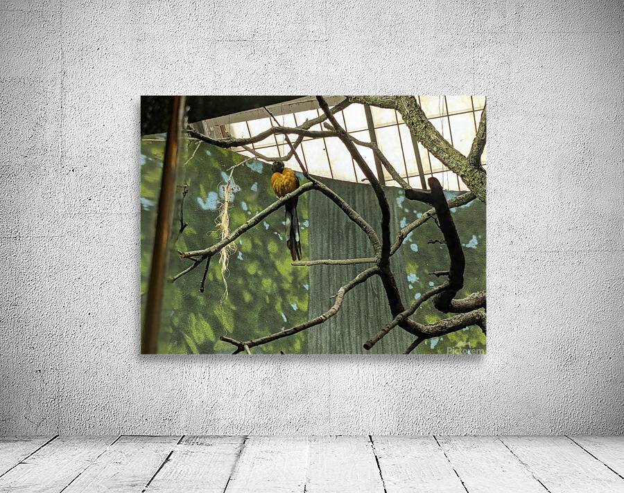 Zoo Wall Preview