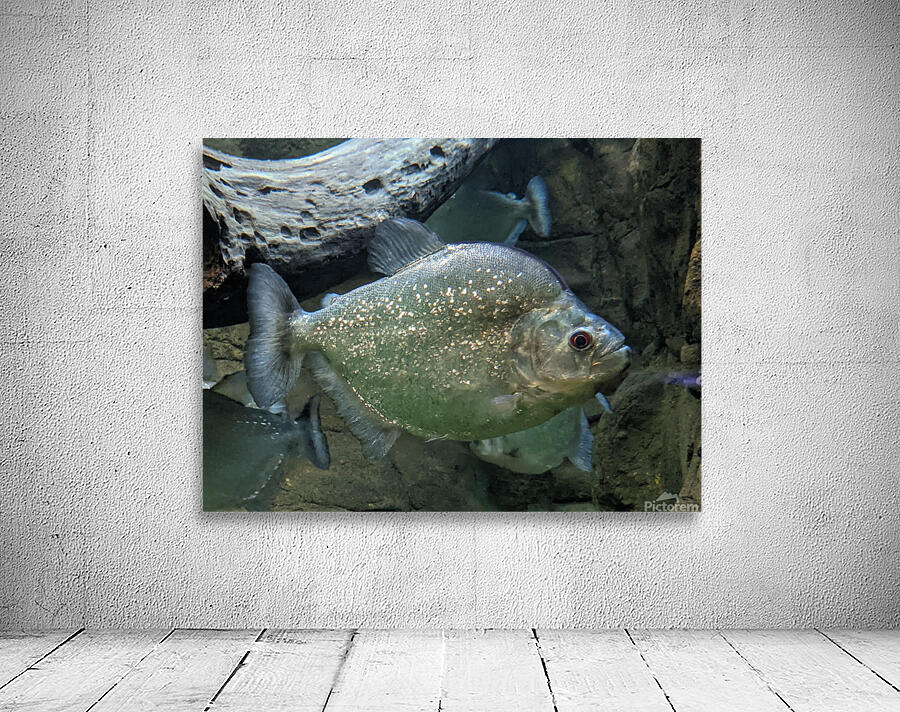 Colorful Fish Wall Preview