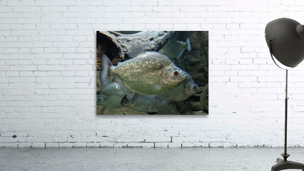 Colorful Fish Wall Preview