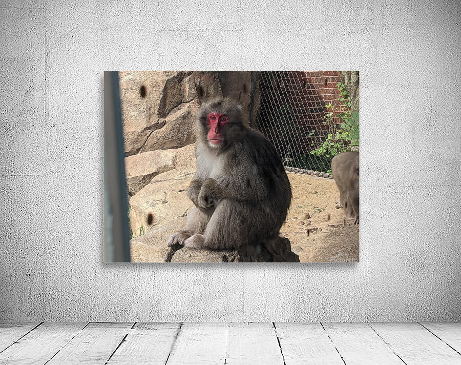 Monkey Wall Preview