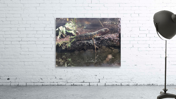 Reptile Wall Preview