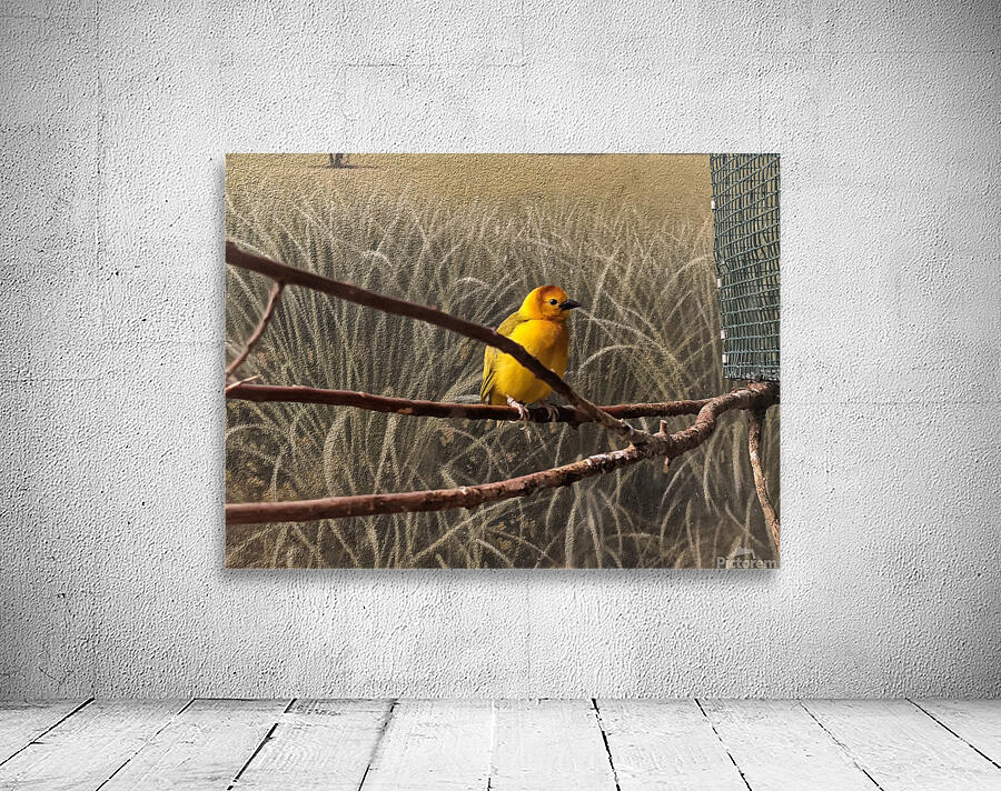 Colorful Bird Wall Preview