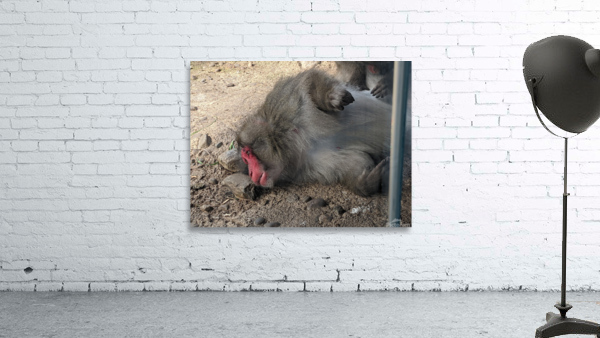 Monkey Wall Preview