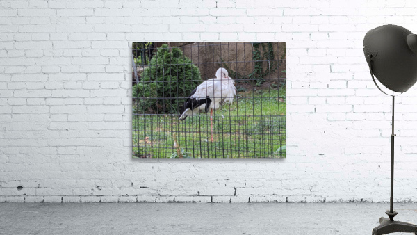 White Bird Wall Preview