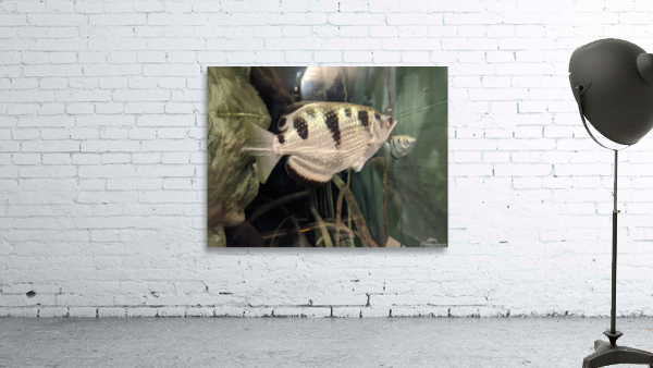 Colorful Fish Wall Preview