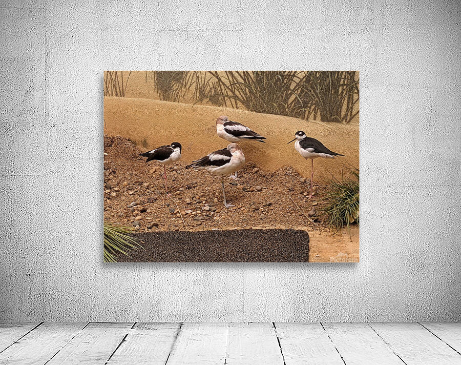 Birds Wall Preview