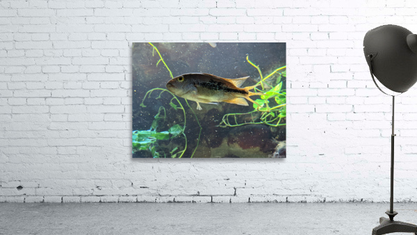 Colorful Fish Wall Preview
