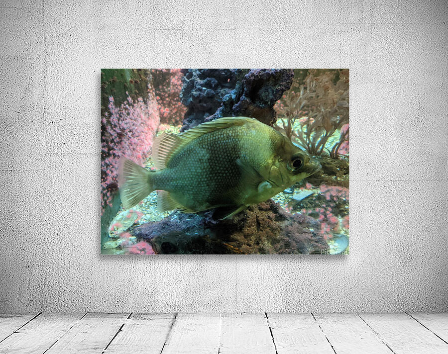 Colorful Fish Wall Preview