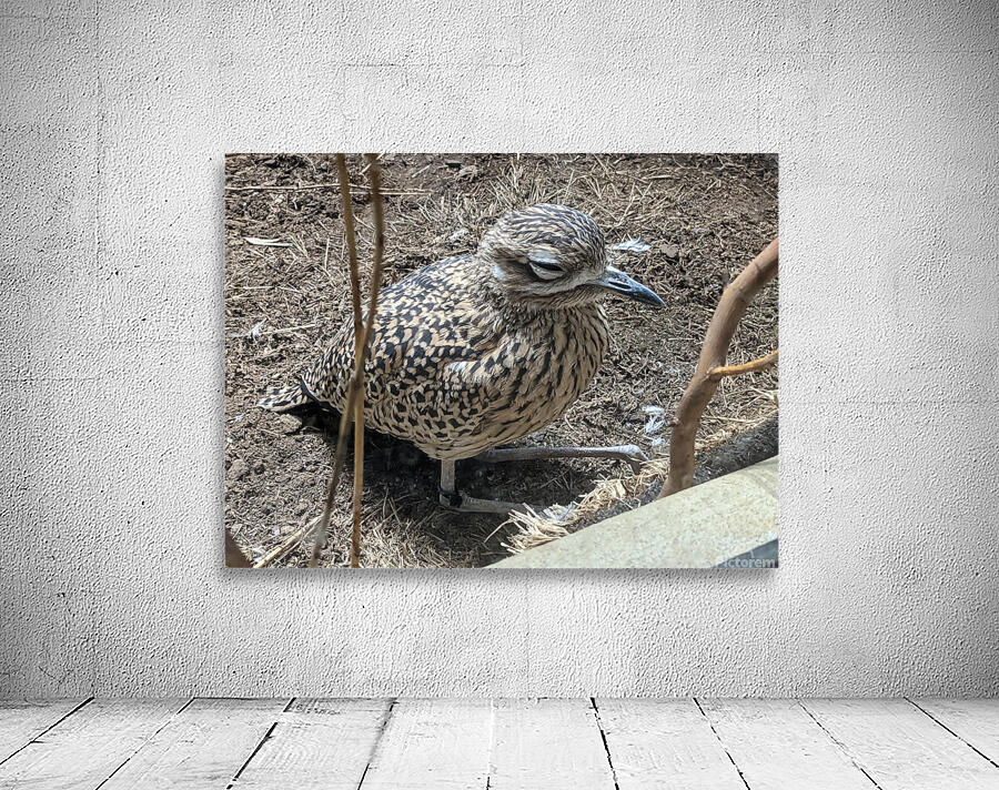 Bird Wall Preview