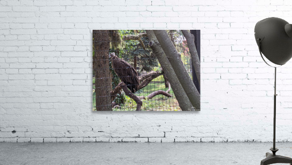 Bird Wall Preview