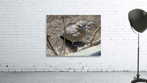 Bird Zoo Wall Preview
