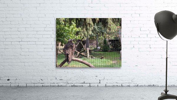 Zoo Wall Preview