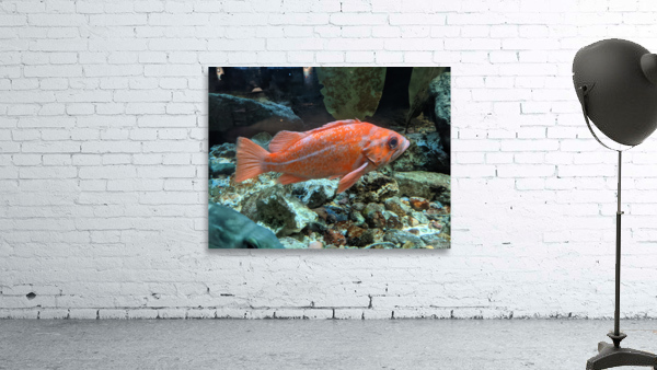 Colorful Fish Wall Preview