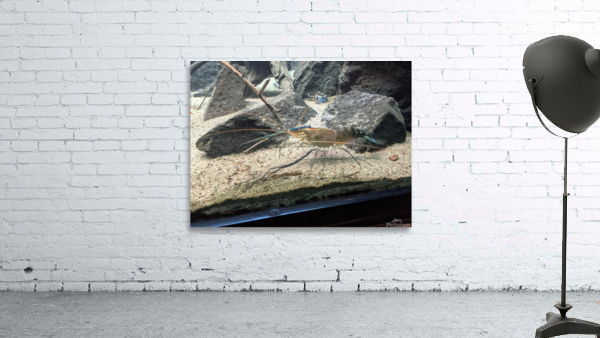 Zoo Wall Preview