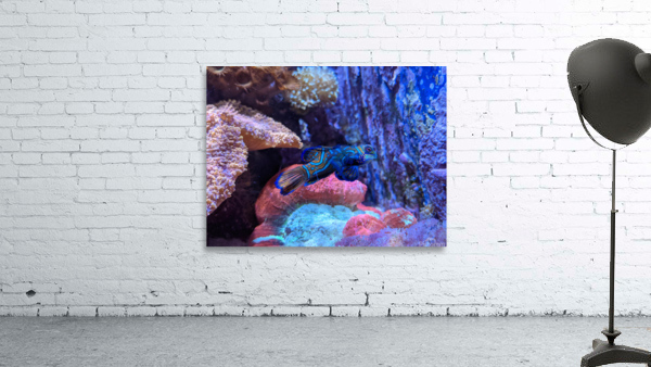 Blue Fish Wall Preview