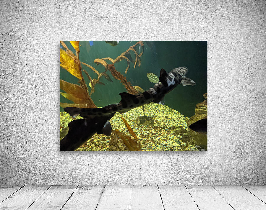 Shark Wall Preview