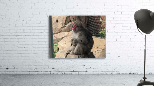 Monkey Wall Preview