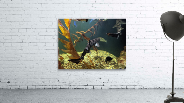 Ocean Wall Preview