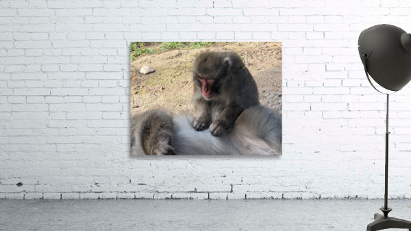 Monkey Wall Preview