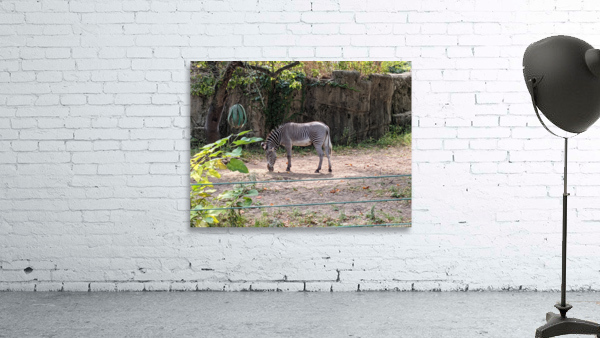 Zebra Wall Preview