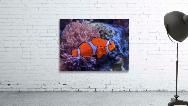 Colorful Fish Wall Preview