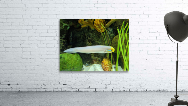 Colorful Fish Wall Preview