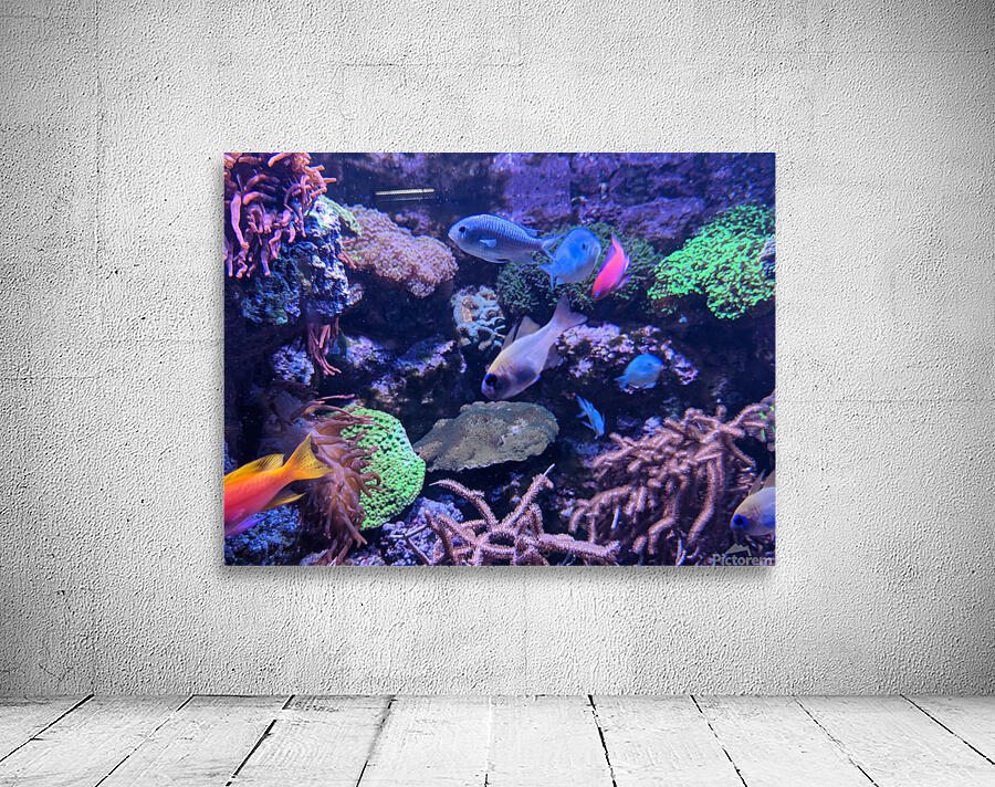 Colorful Fish Wall Preview