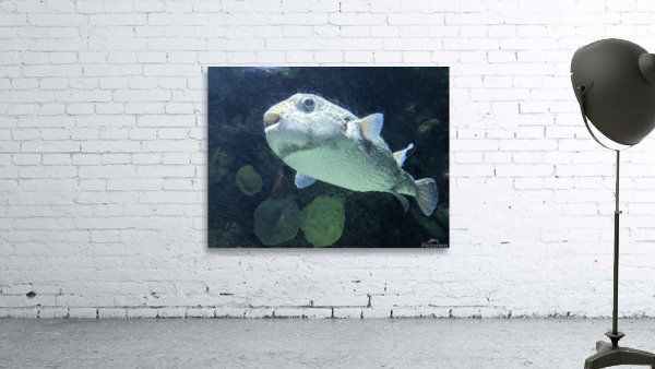 Puffer Fish Wall Preview