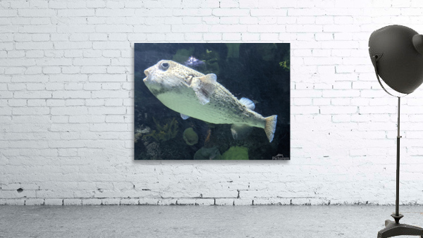Puffer Fish Wall Preview