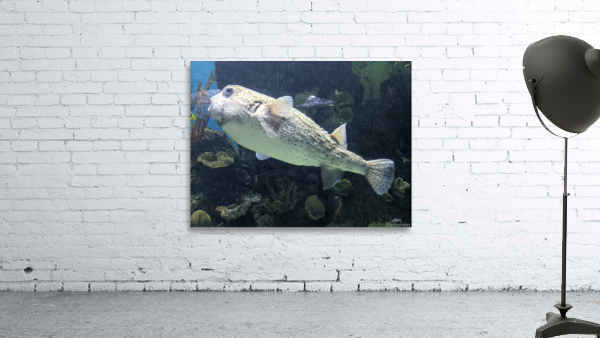 Puffer Fish Wall Preview