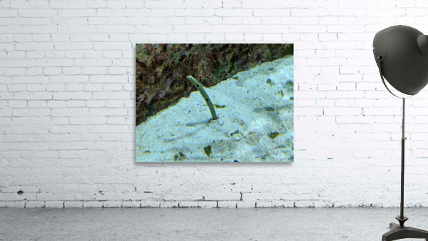Yellow Eel Wall Preview