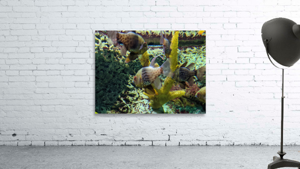Colorful Fish Wall Preview