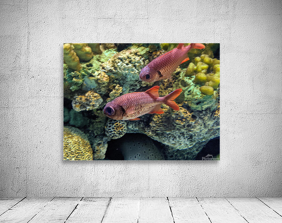Colorful Fish Wall Preview