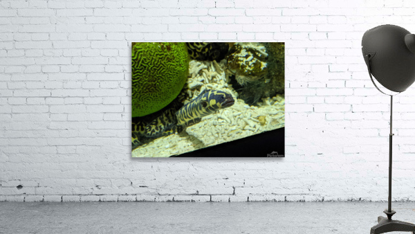 Yellow Eel Wall Preview
