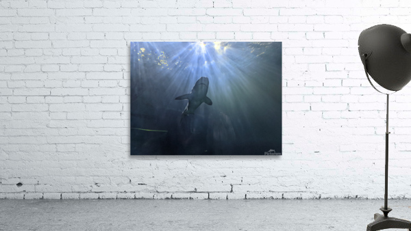 Shark Wall Preview