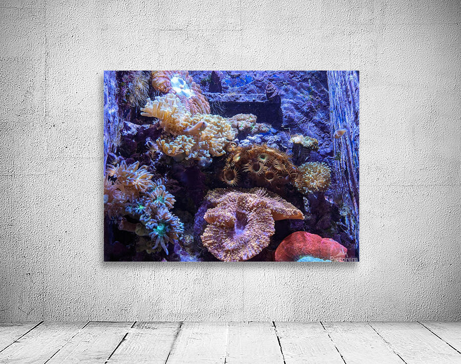 Aquarium Wall Preview