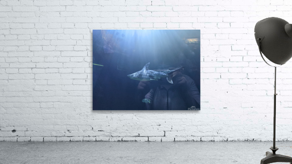 Shark Wall Preview
