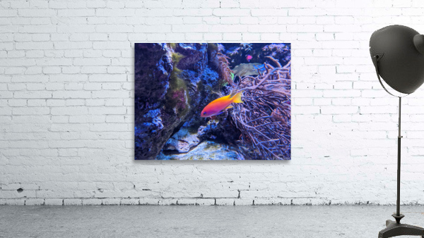 Colorful Fish Wall Preview
