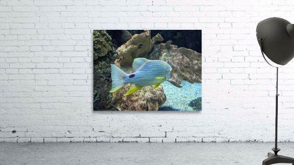 Colorful Fish Wall Preview