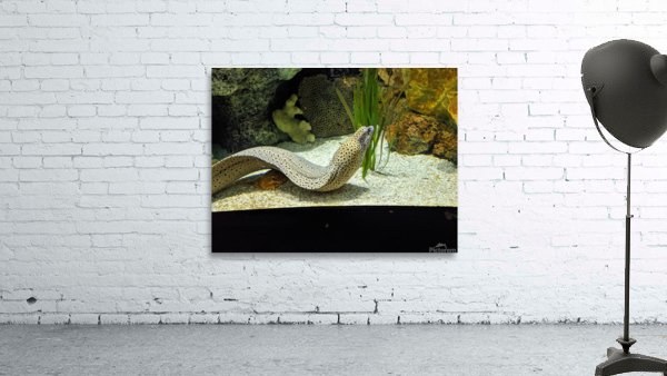 Yellow Eel Wall Preview