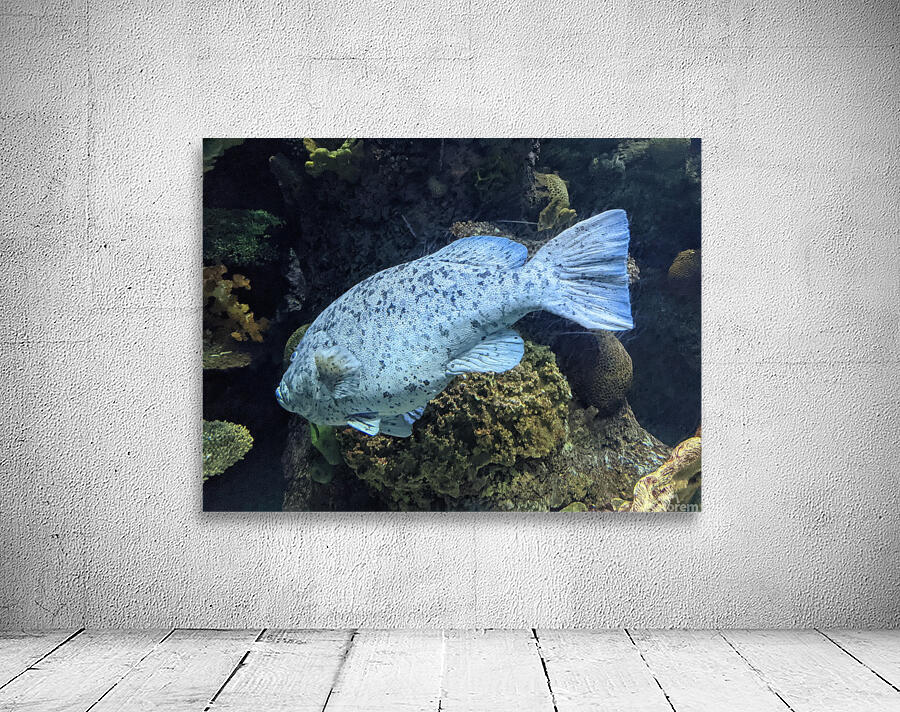 Colorful Fish Wall Preview