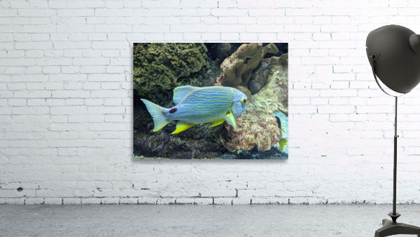 Colorful Fish Wall Preview