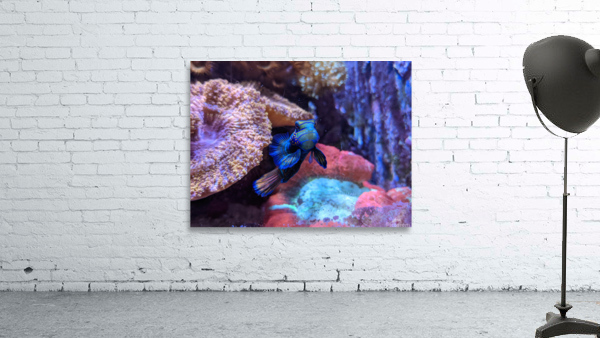 Blue Fish Wall Preview