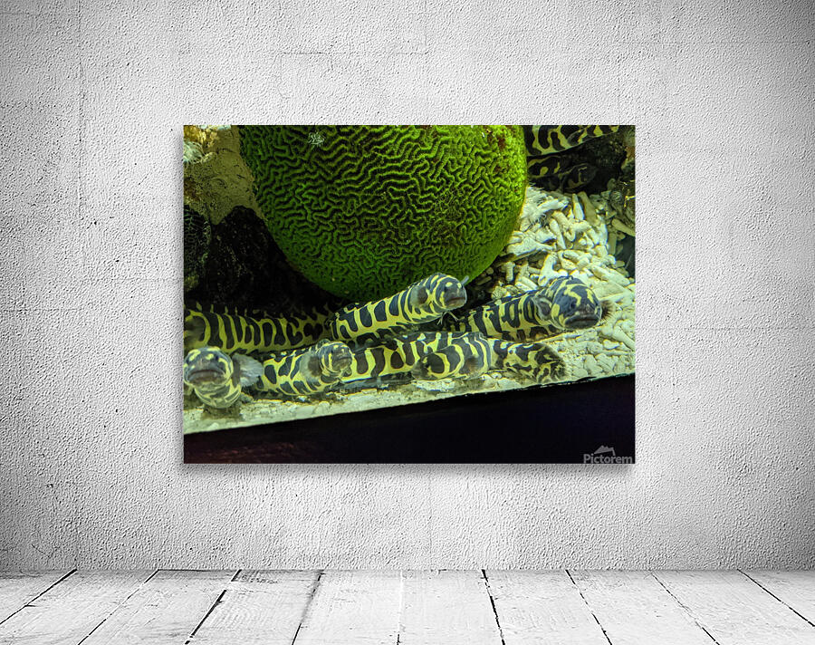Yellow Eel Wall Preview