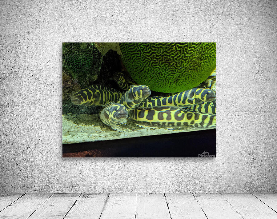 Yellow Eel Wall Preview
