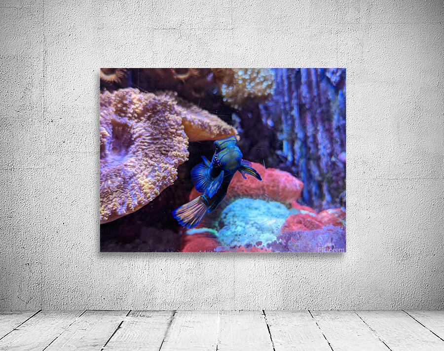 Blue Fish Wall Preview