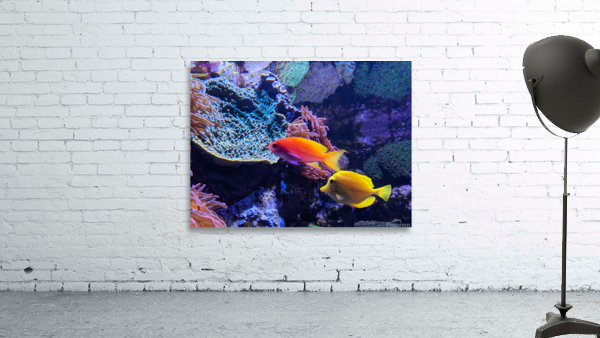 Colorful Fish Wall Preview