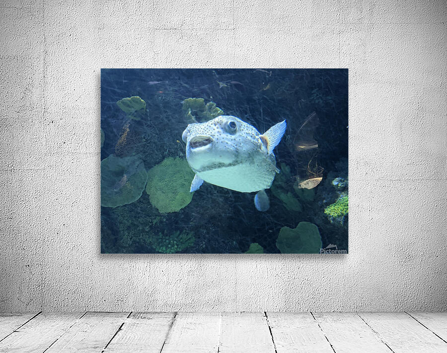 Puffer Fish Wall Preview