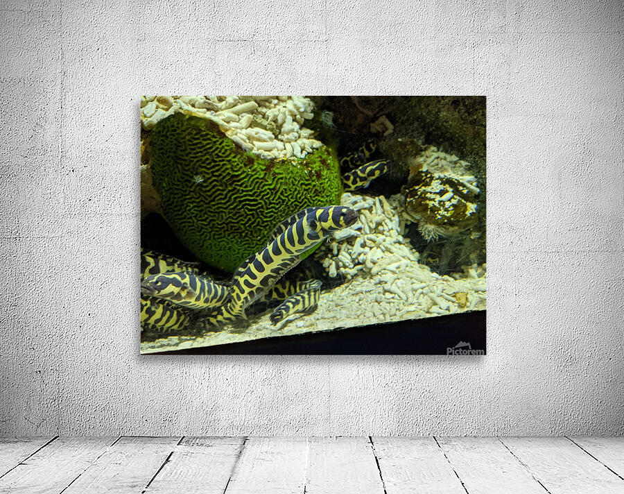 Yellow Eel Wall Preview