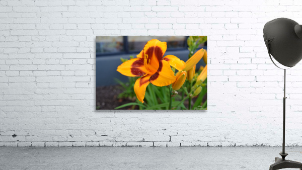 Yellow Flower Wall Preview